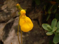 2013-08-18_Regina-F-Rau_Schachen_Blumen  (158).JPG